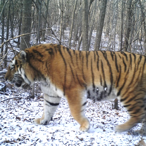 24 captive-bred tigers seized - WildCats Conservation Alliance