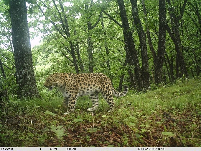 Amur leopard and tiger populations in China - WildCats Conservation
