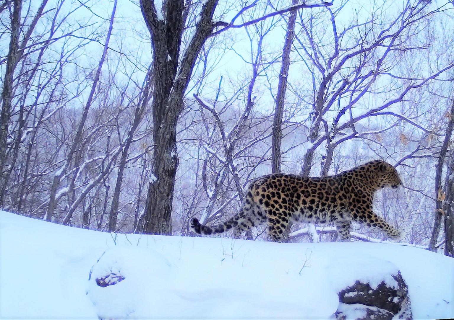 Amur leopard conservation - WildCats Conservation Alliance