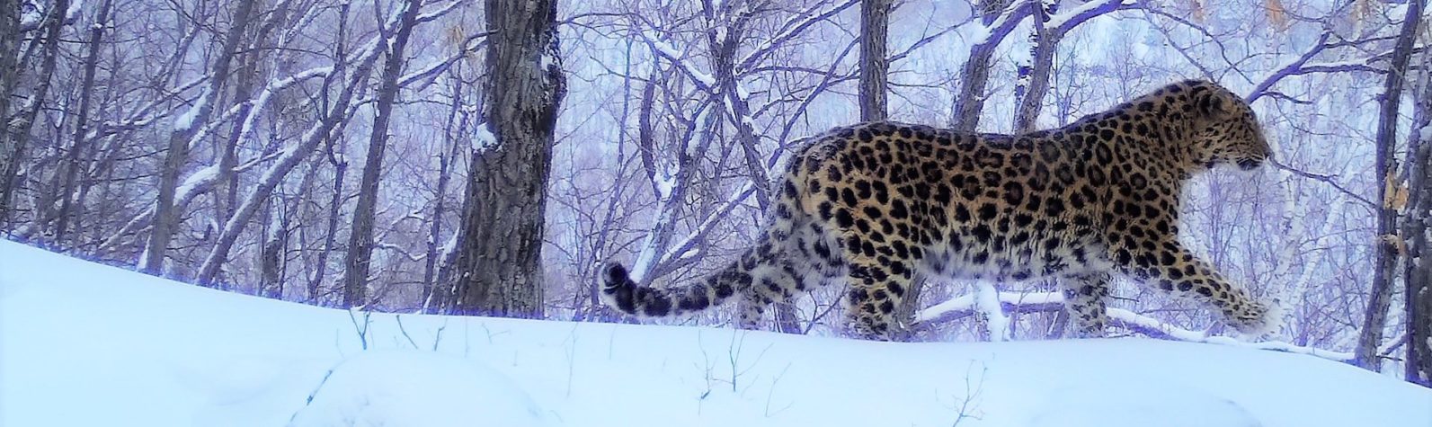 Monitoring Amur leopards: Dale Miquelle