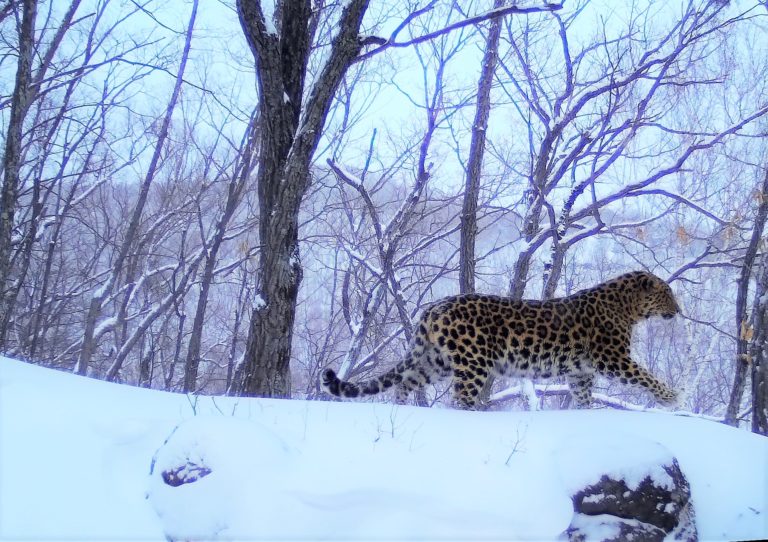 Amur leopard conservation - WildCats Conservation Alliance