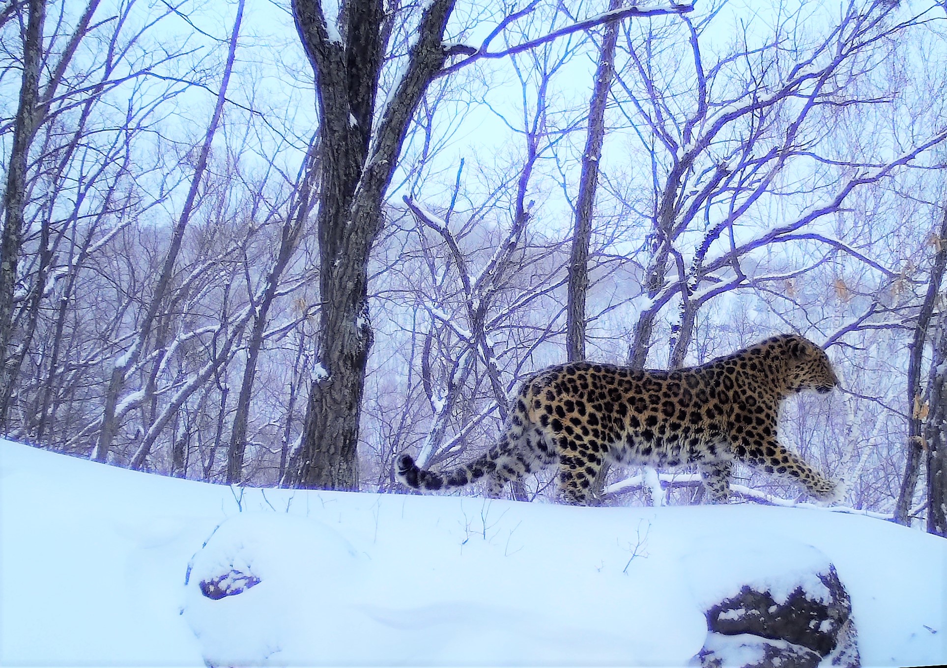 Amur leopard conservation - WildCats Conservation Alliance