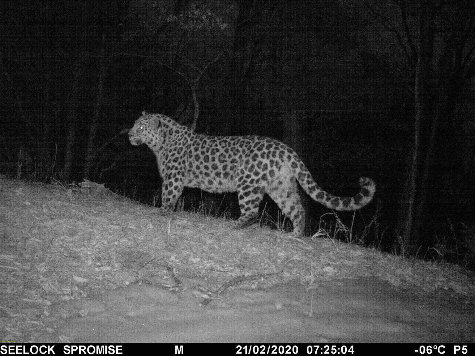 amur leopard Archives - WildCats Conservation Alliance
