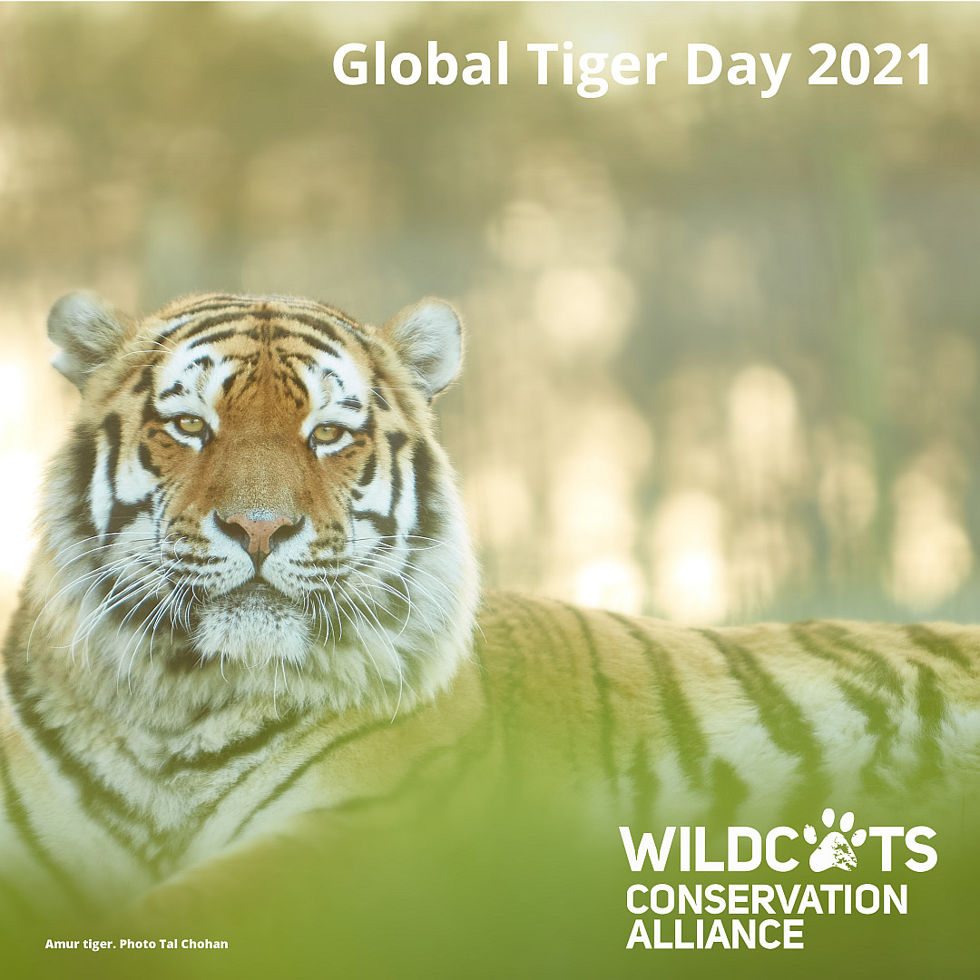 Global Tiger Day 2021 Do the right thing for tigers WildCats