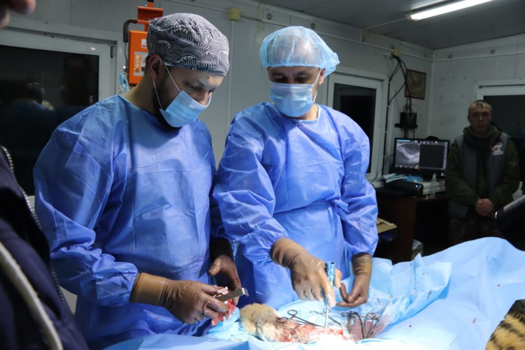 Surgeons during the operation