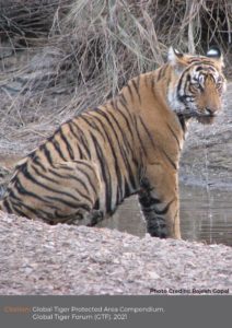 Bengal tiger sitting in water
