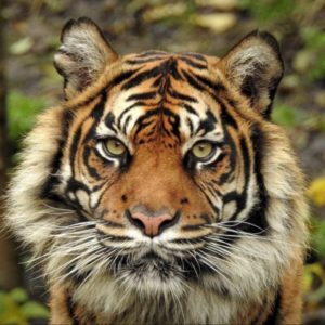 Big cats without passports - Fledgling populations of Amur tigers in ...