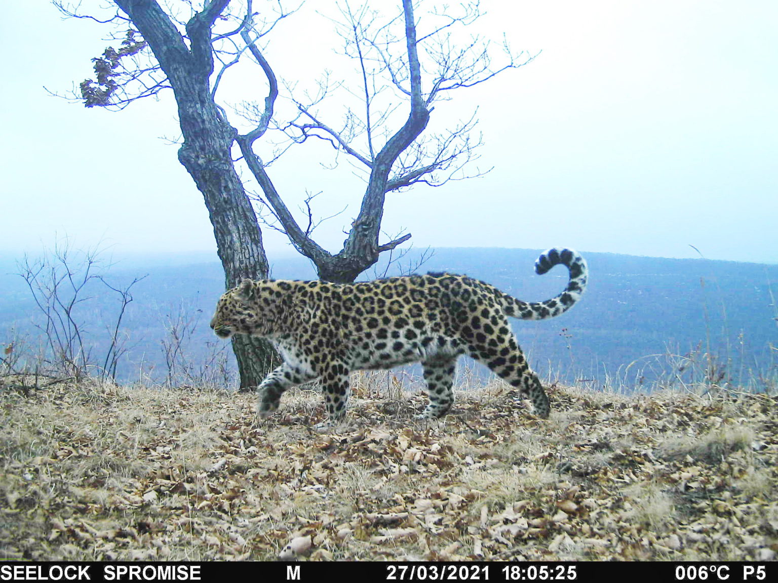 amur leopard conservation Archives - WildCats Conservation Alliance