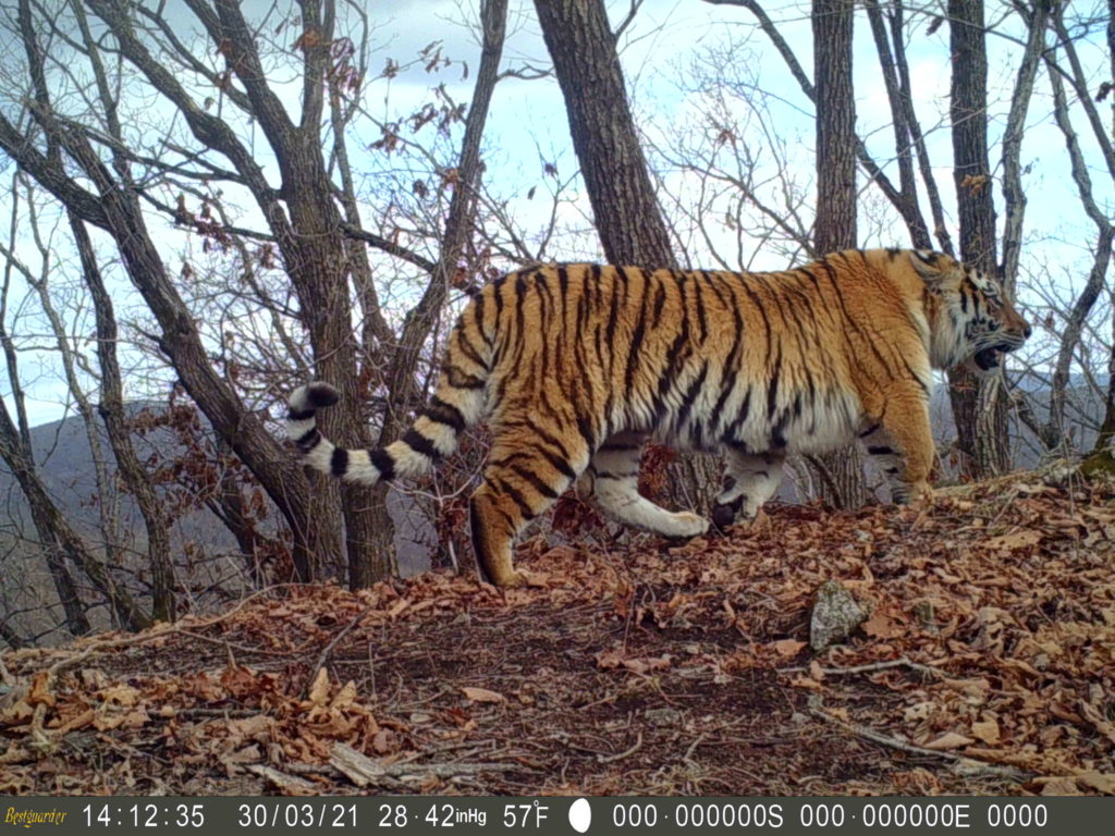 Amur tigers in China