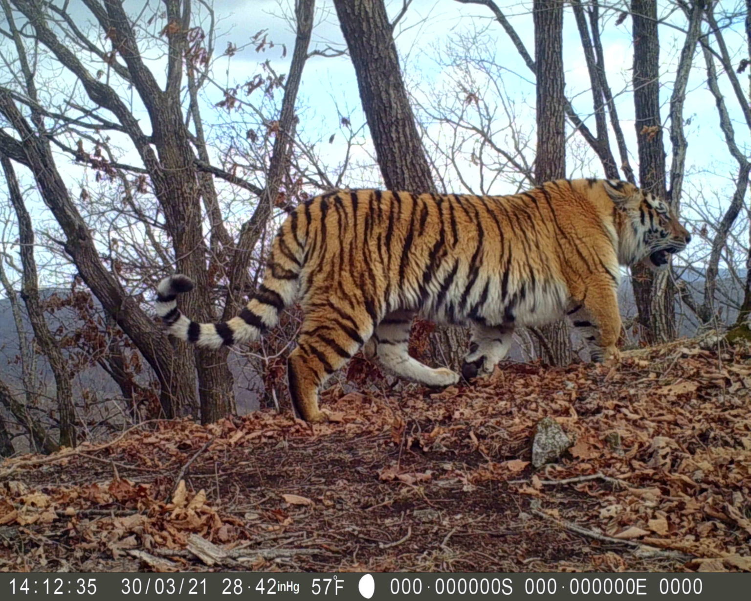 The Growth Of Amur Leopards And Tigers In China Wildcats Conservation Alliance 3075