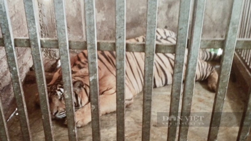 Captive-bred tigers