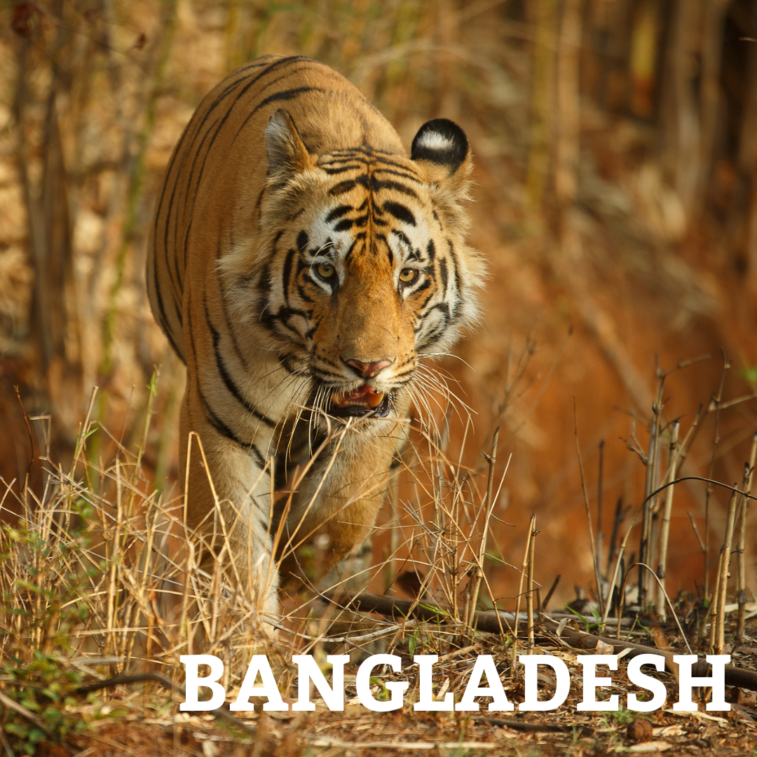 Bengal Tiger - Tal Chohan
