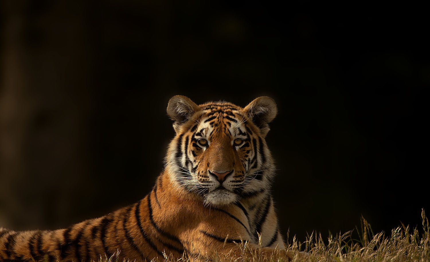 Saving the amur tiger