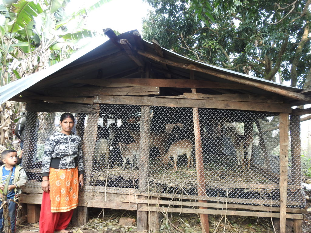 ZSL Nepal Predator Proof Corral To Help Mitigate Human-Tiger Conflict