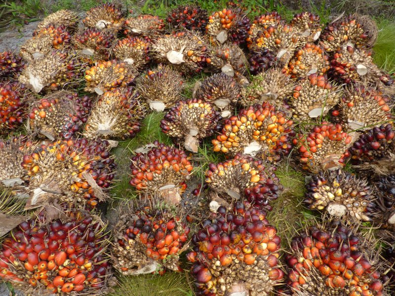 Oil Palm fruits after harvesting. ©ZSL