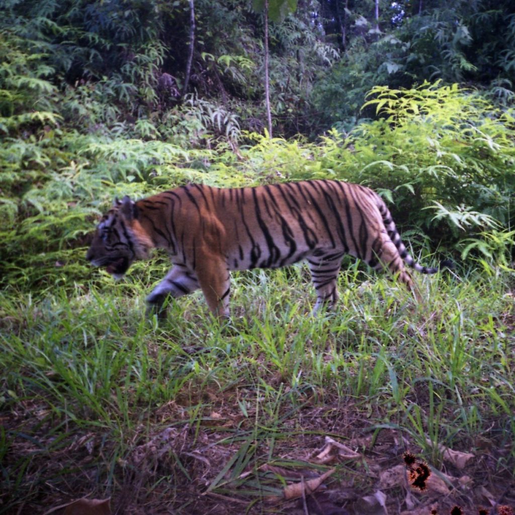 Tiger passing through plantation. ©ZSL
