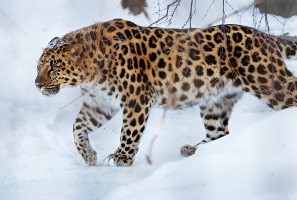 Amur leopard walking in the snow