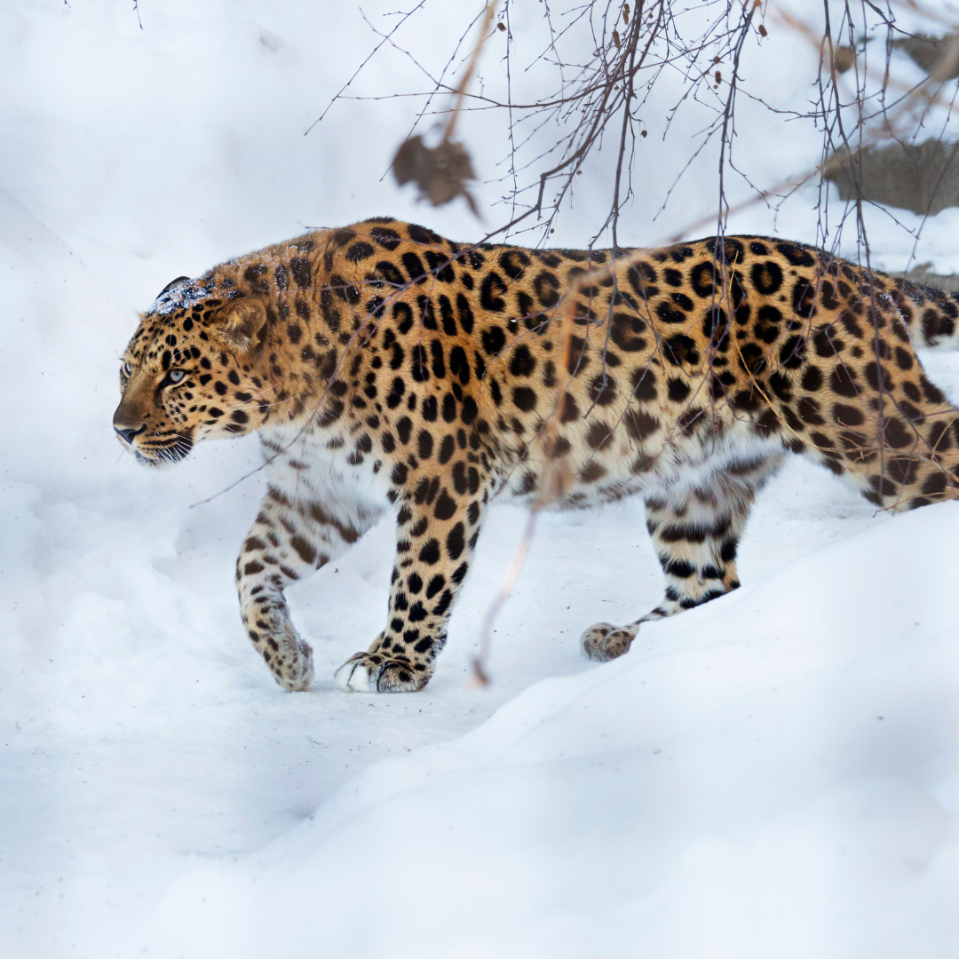 amur leopard safari