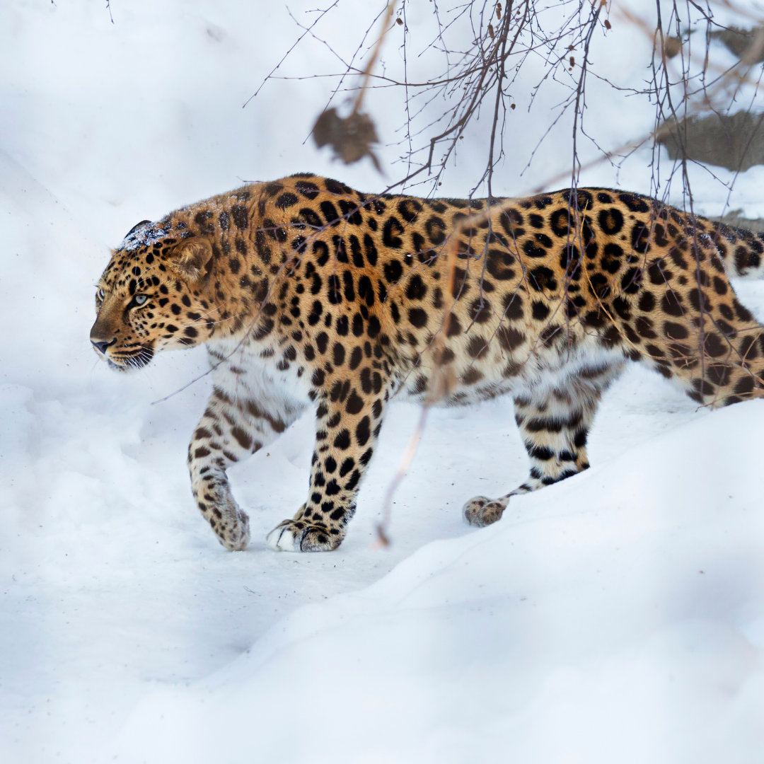 Amur Leopard Facts WildCats Conservation Alliance