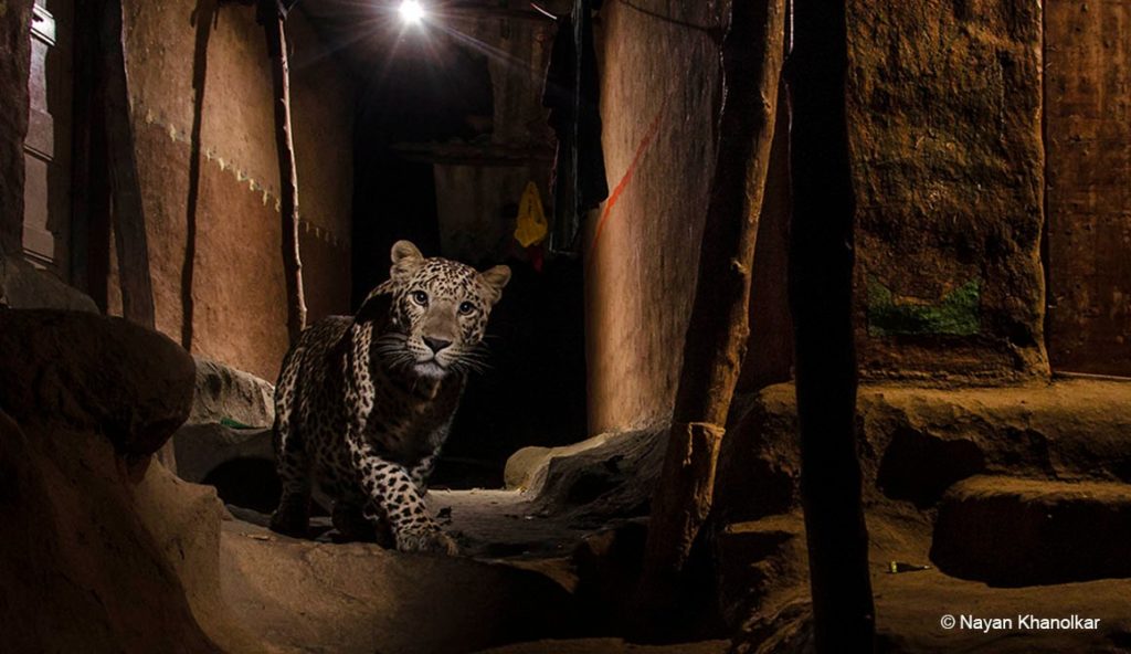 Mumbai Leopard