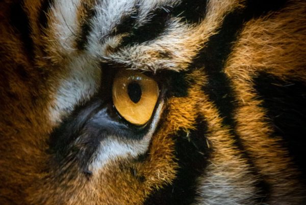 Tigers eye