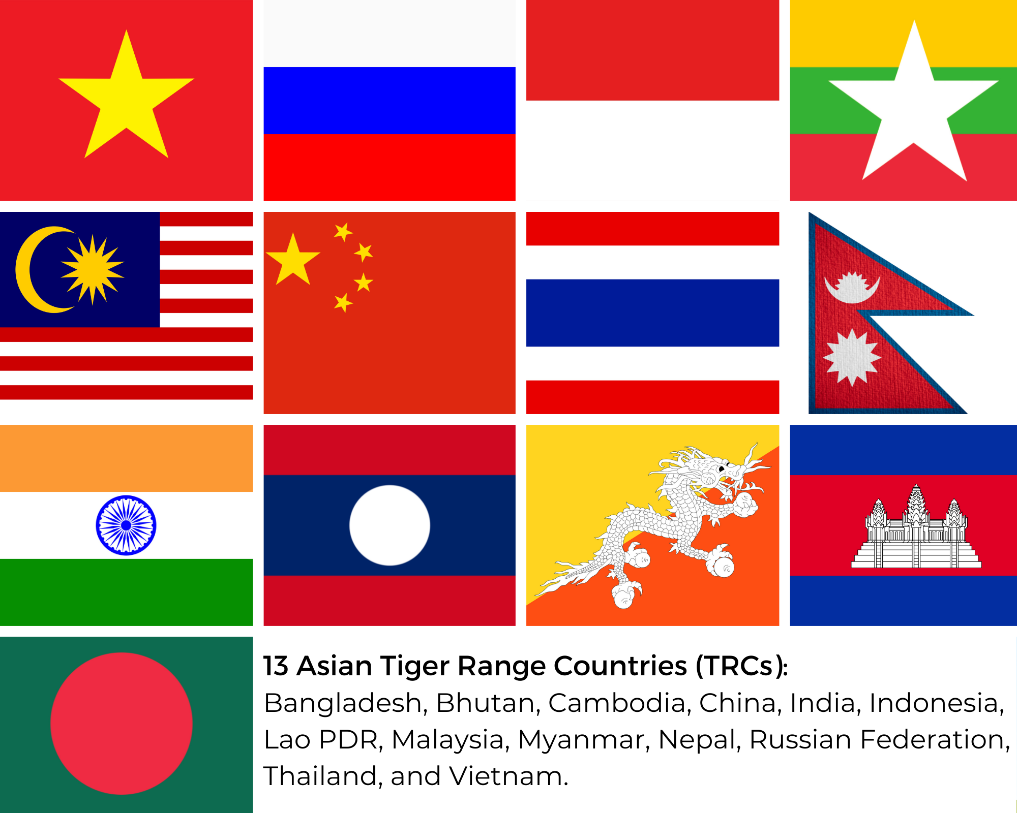 Welcoming The Lunar Year Of The Tiger 2022 - Join Svw To Protect  Indochinese Tigers - SVW - Save Vietnam's Wildlife