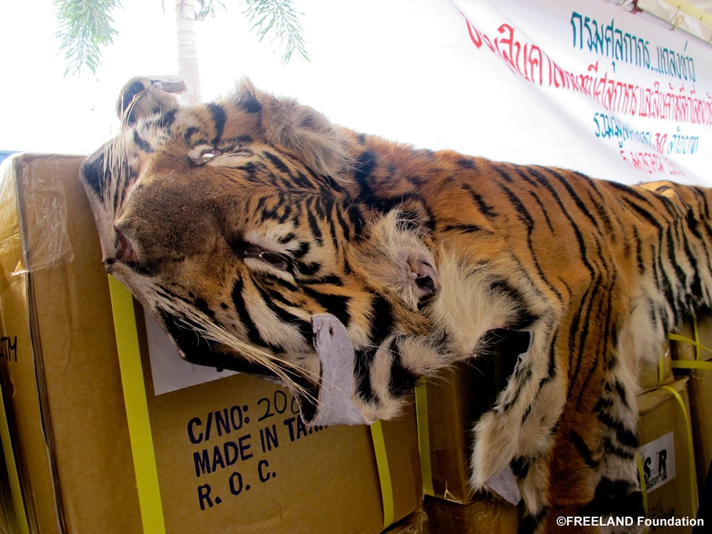 Thai Customs Tiger Skin Seizure
