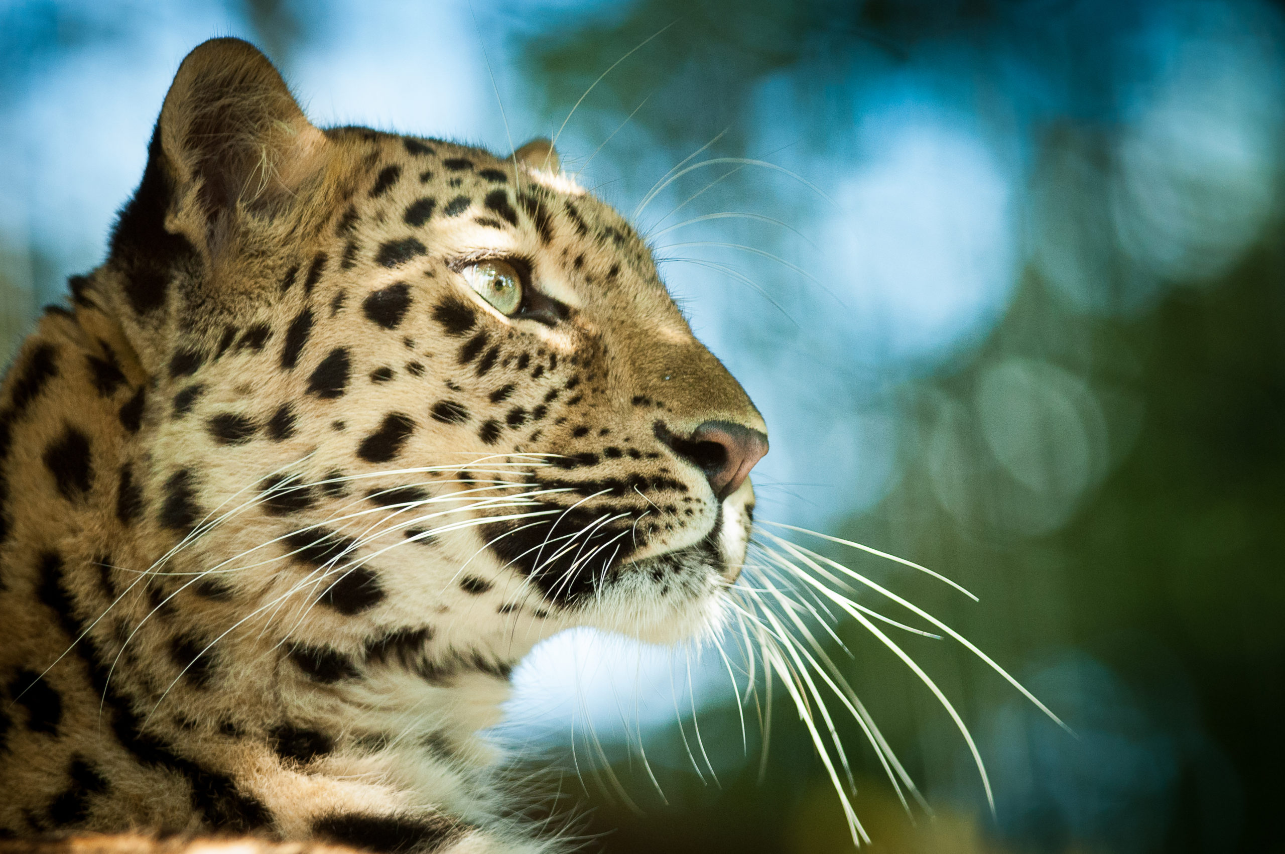 Amur leopard by Lawrie Brailey