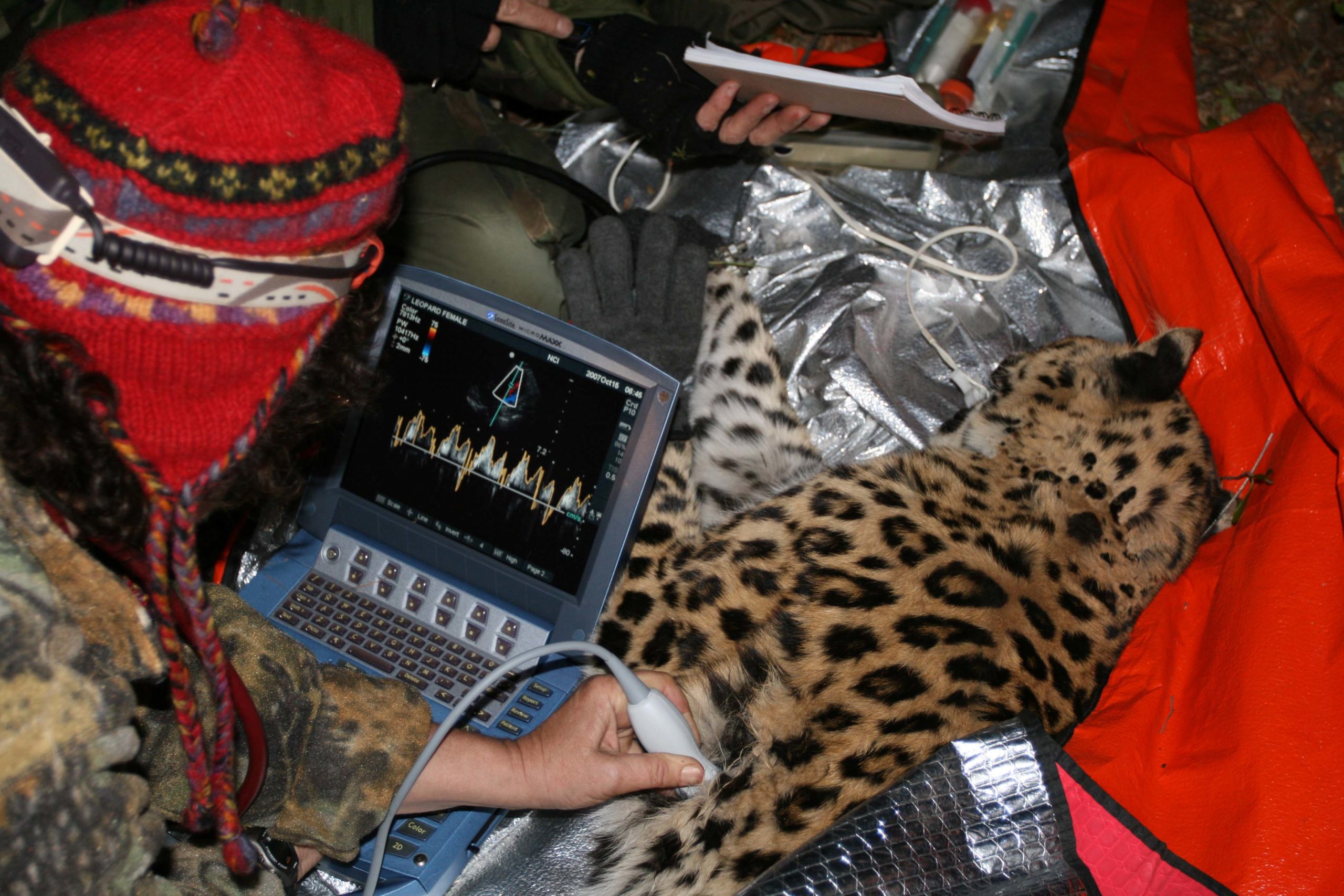 Amur leopard health monitoring
