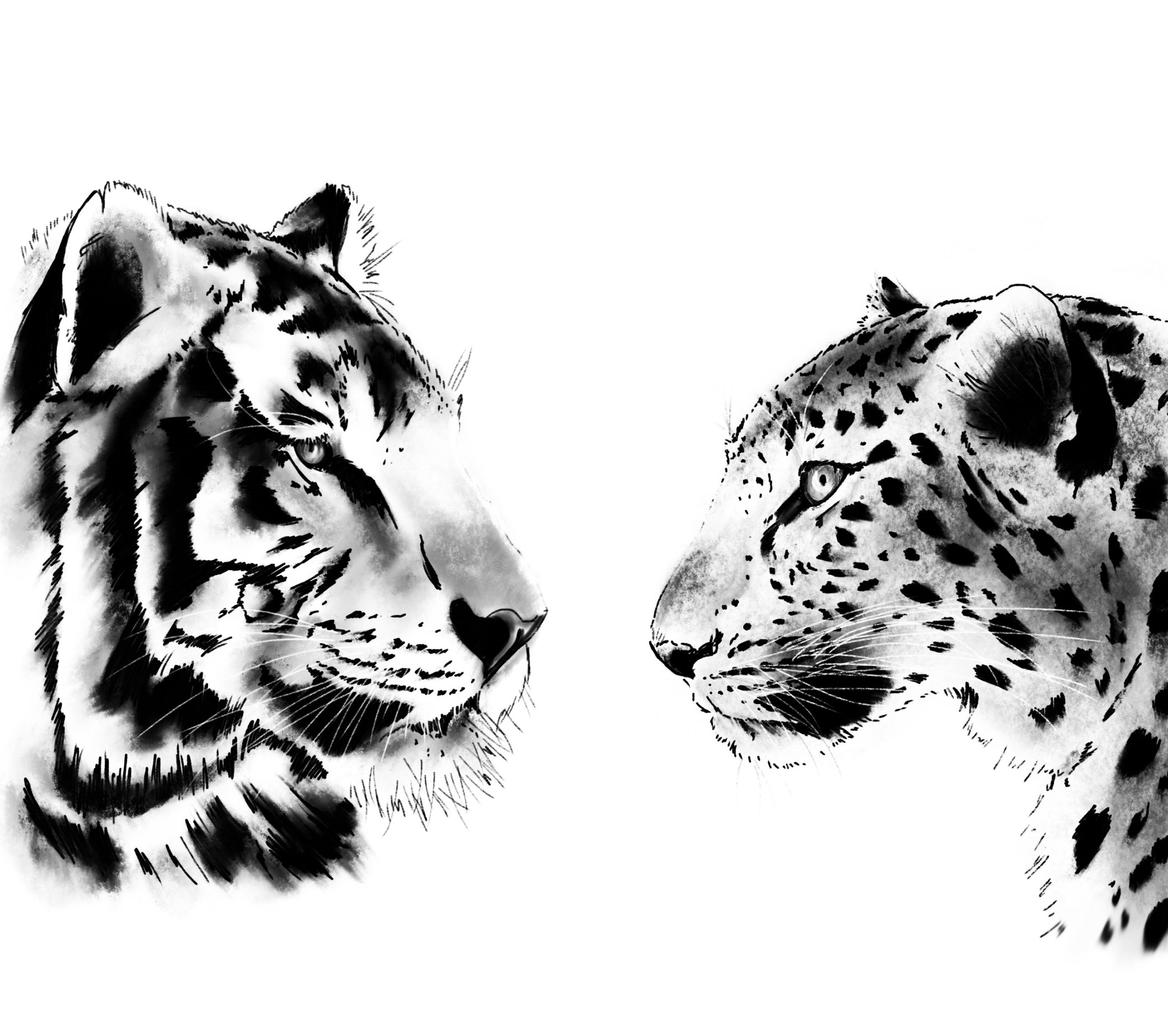 Zoos working together WildCats Conservation Alliance