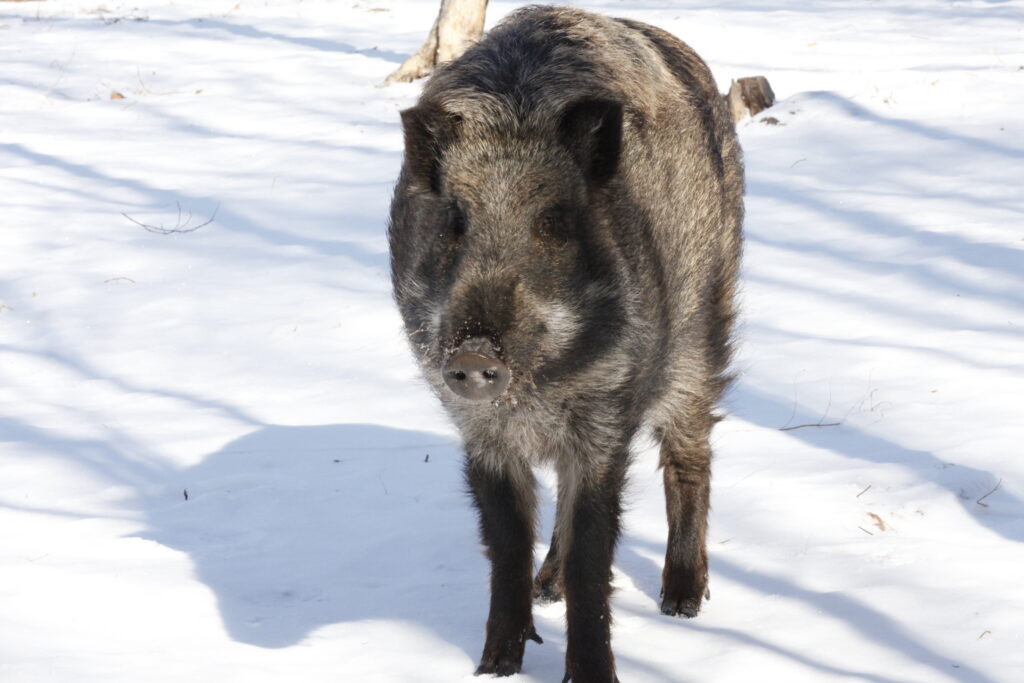 Wild Boar in Russia - Phoenix Fund