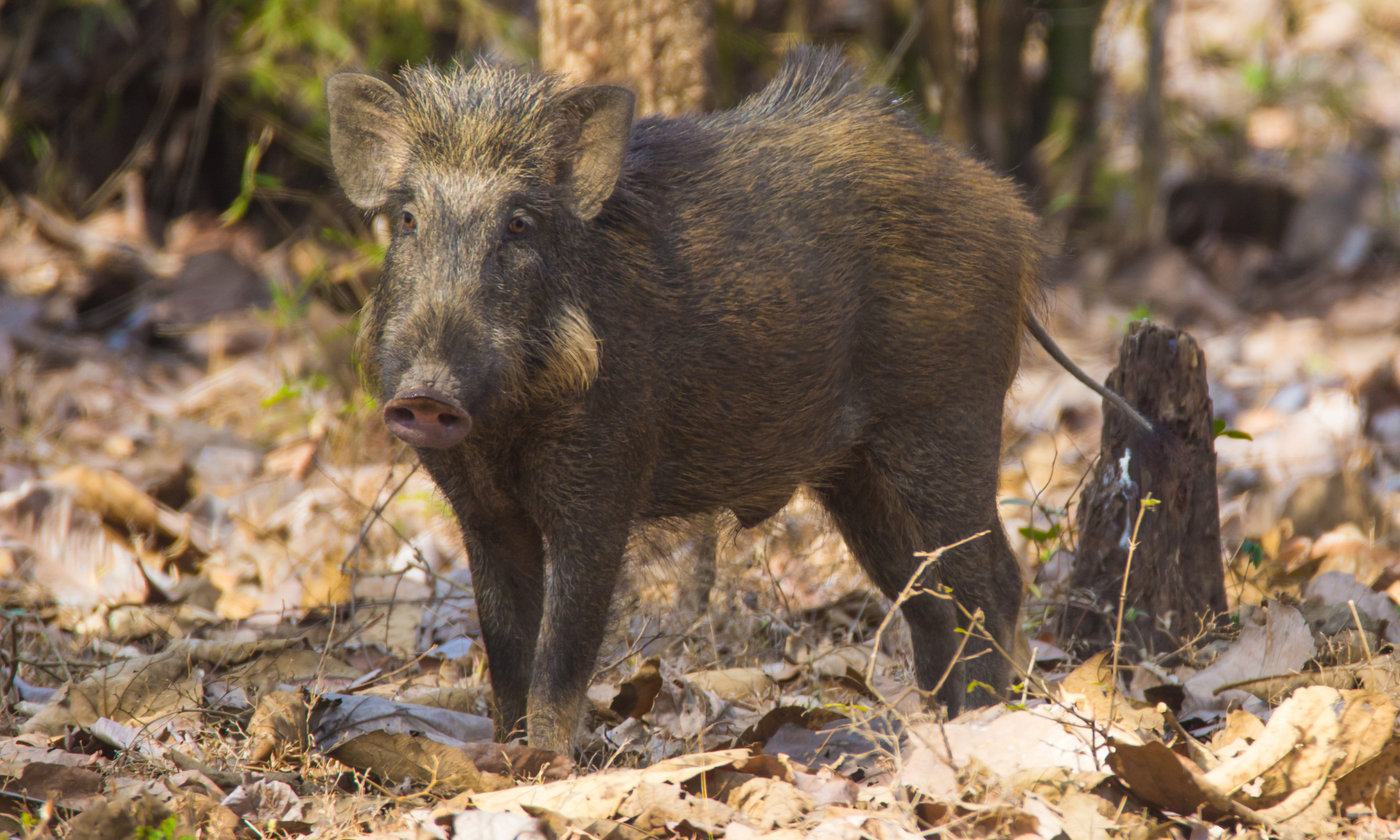 Wild pig who can catch African Swine Fever