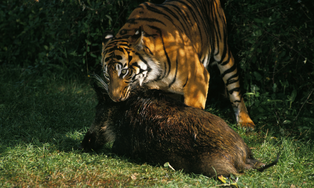 Tiger eating a wild pig