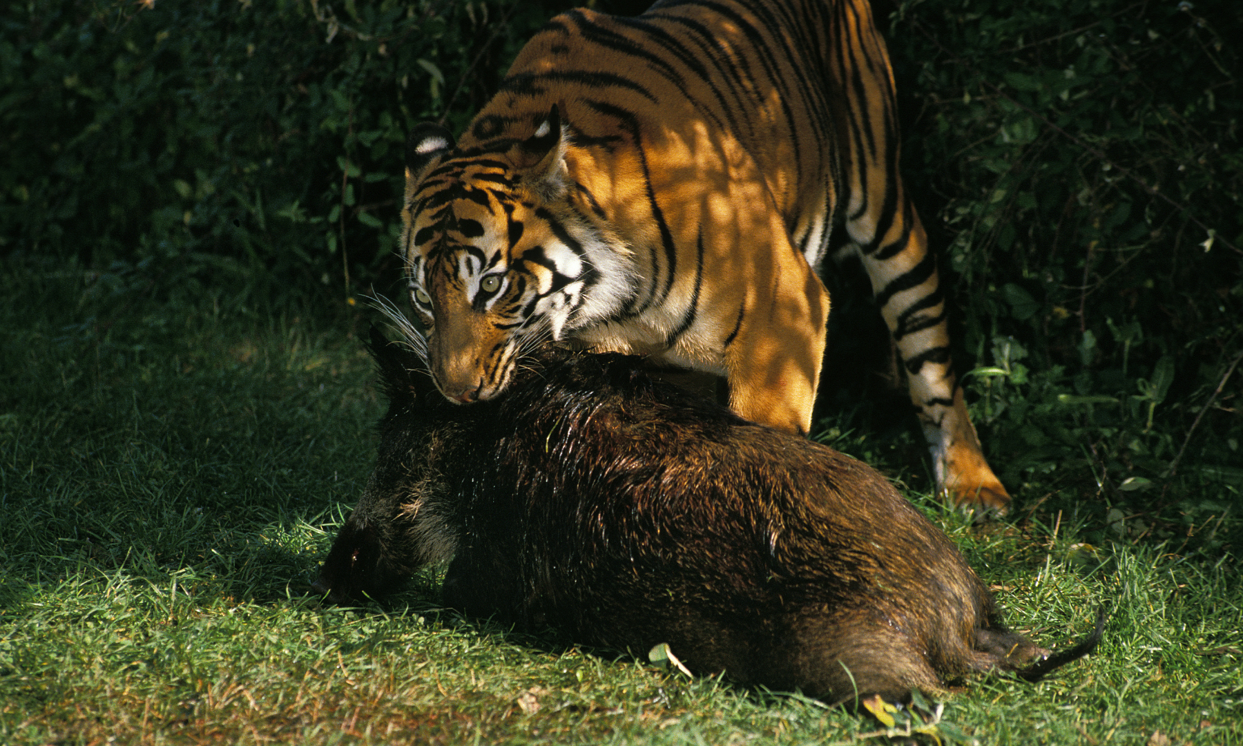 siberian tiger pictures eating