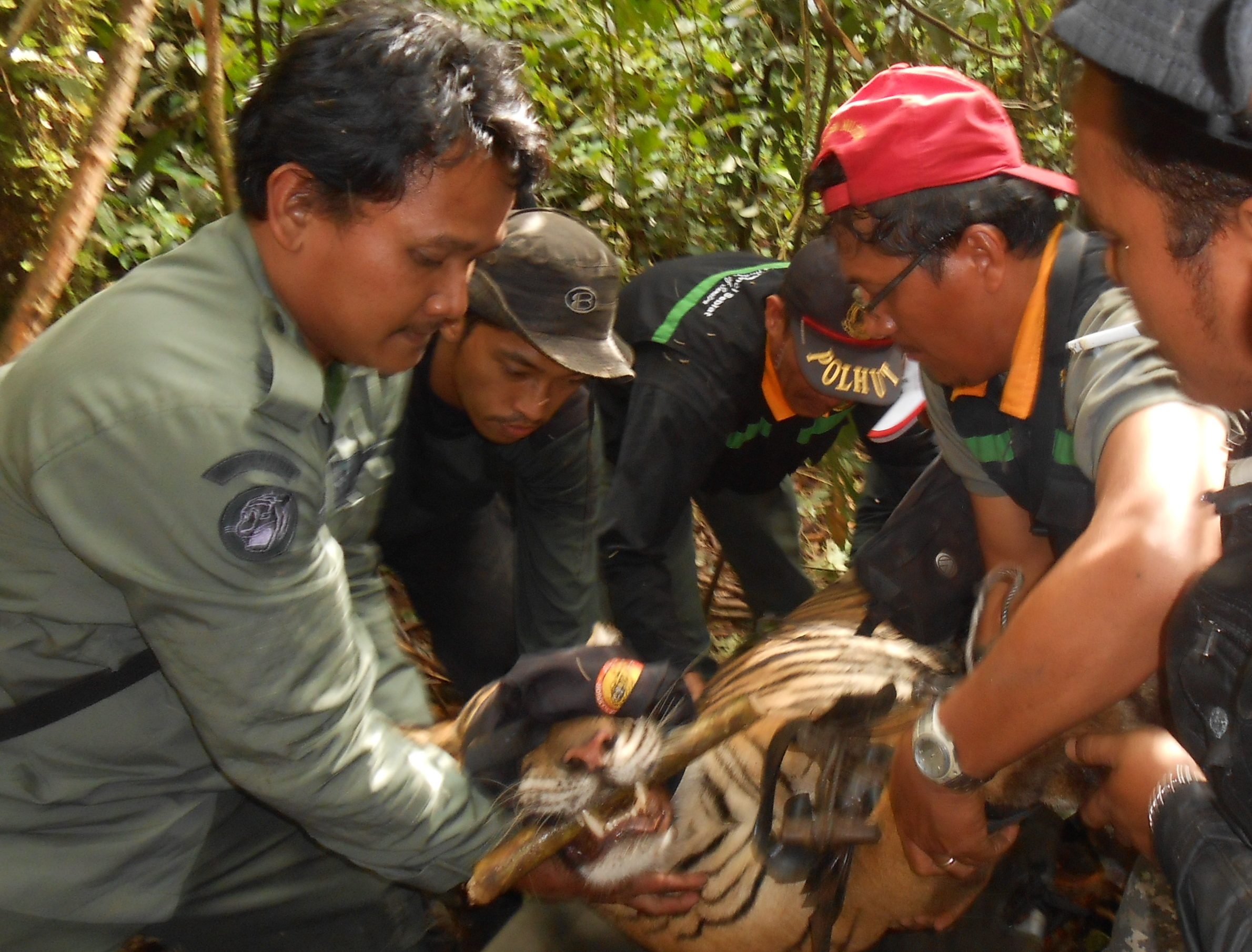 Rangers rescuing a tiger from a snare in Indonesia in 2014 ©FFI