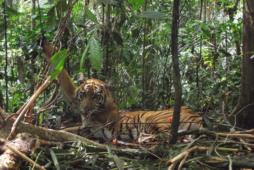 Tiger caught in a snare in 2012 ©FFI