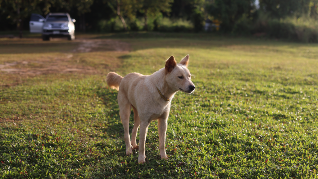Community dog by Amy van Gelder