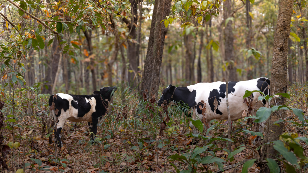 Cattle in community forest in Nepal - Amy van Gelder