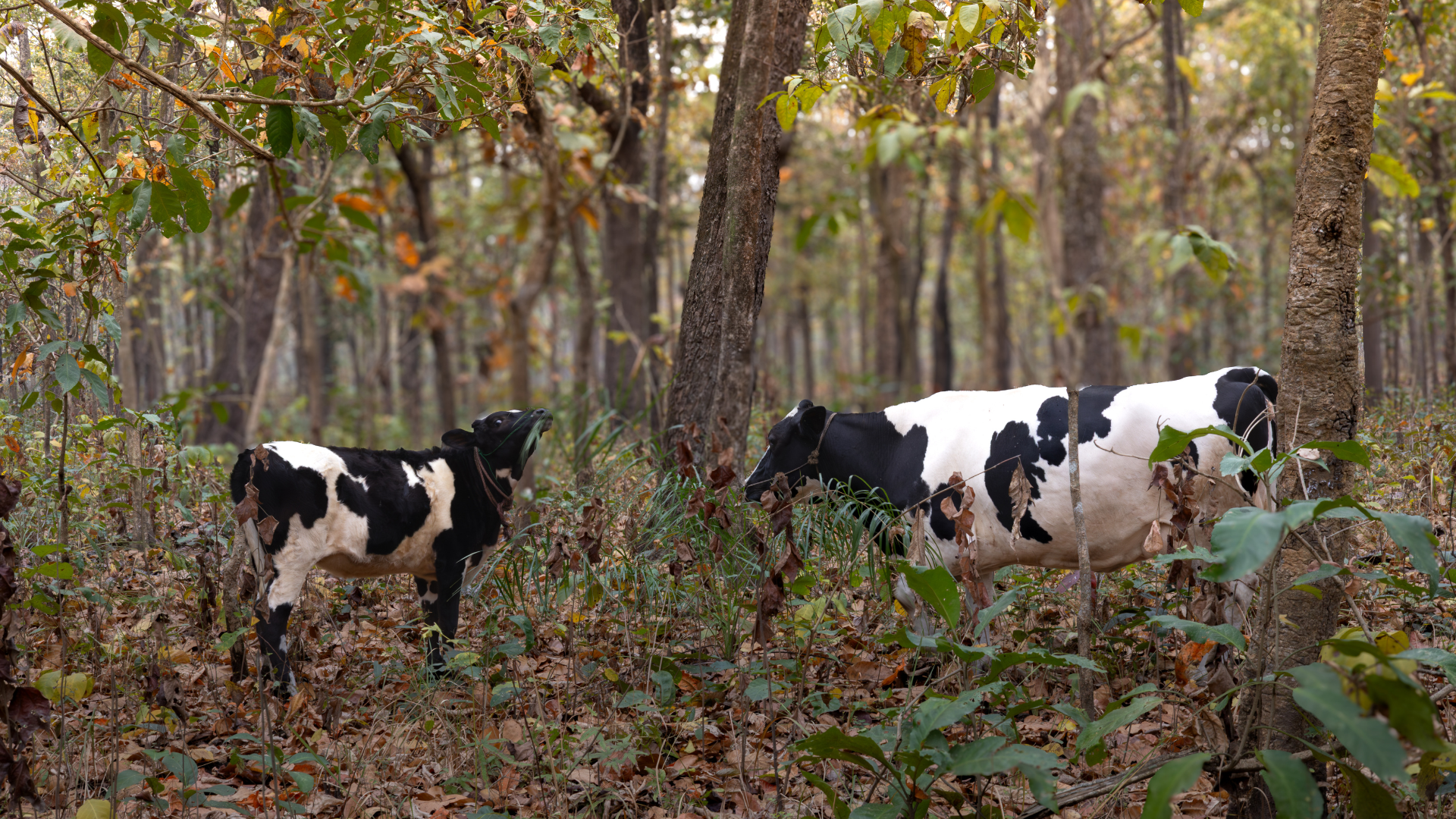 Cattle in community forest in Nepal - Amy van Gelder