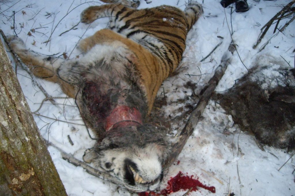 Amur tiger trapped in a snare in 2008 ©Phoenix Fund