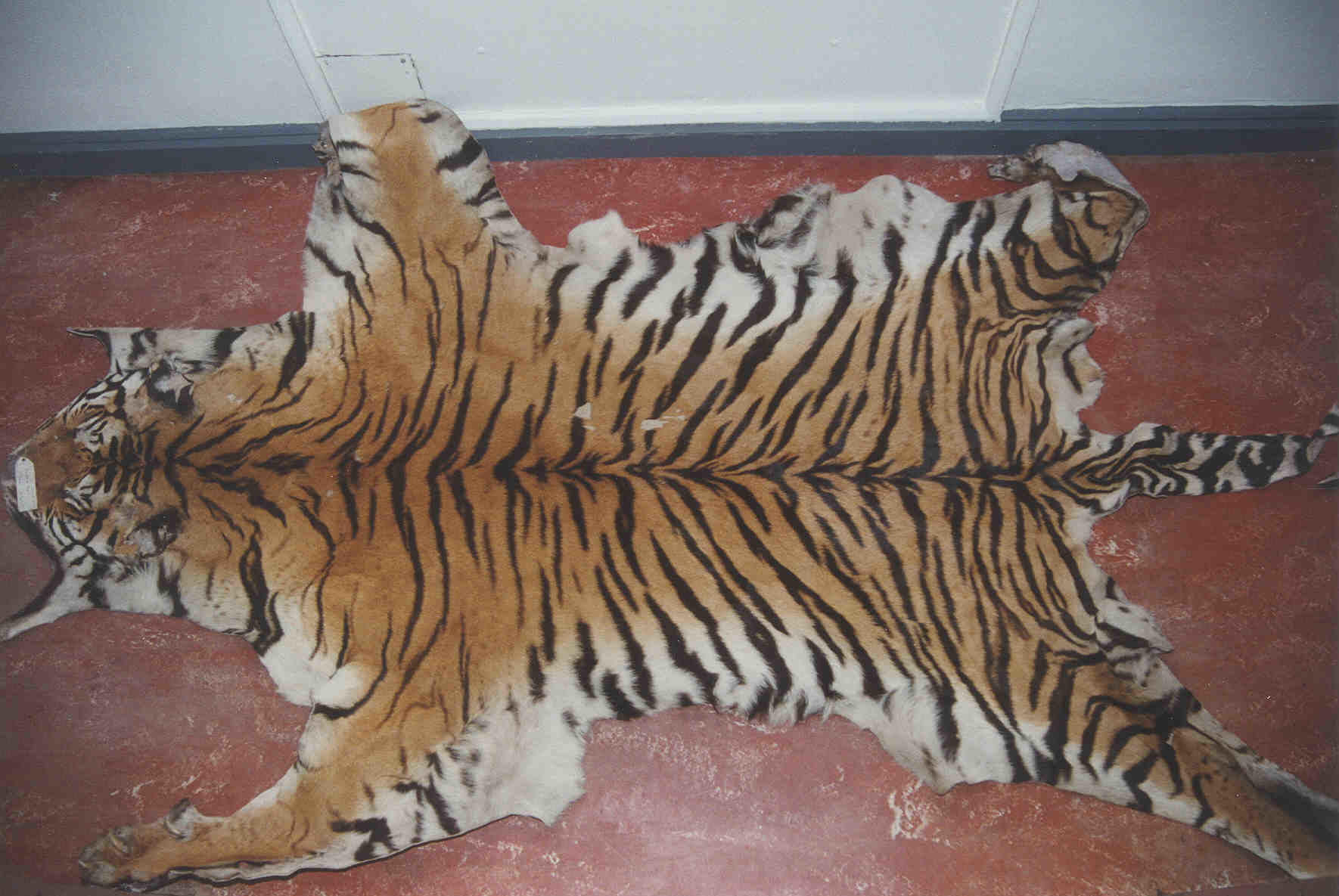 A confiscated tiger skin