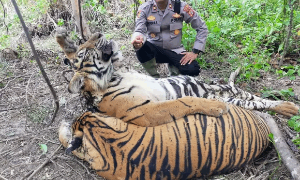 Images of the Sumatran tigers found dead in 2022 from East Aceh Police/AP