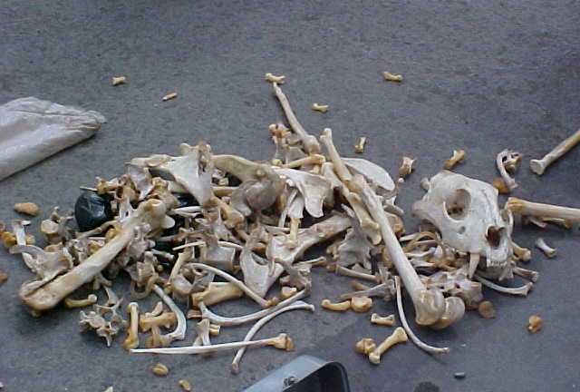 Wildlife bones in Russia
