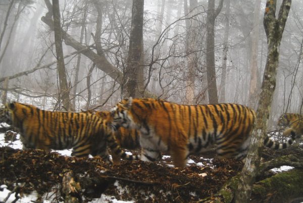 The Tiger family ©WCS