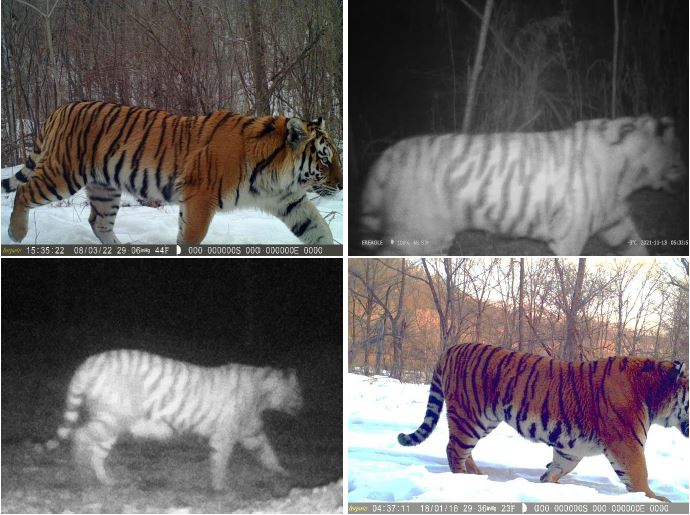 The four tigers caught on camera traps