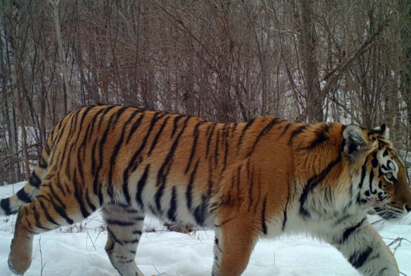 Amur tiger on camera trap