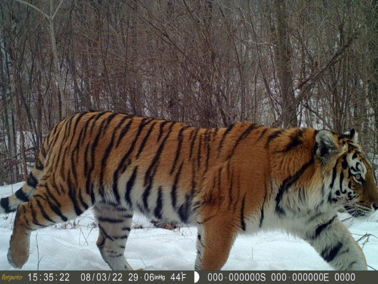 amur leopard Archives - WildCats Conservation Alliance