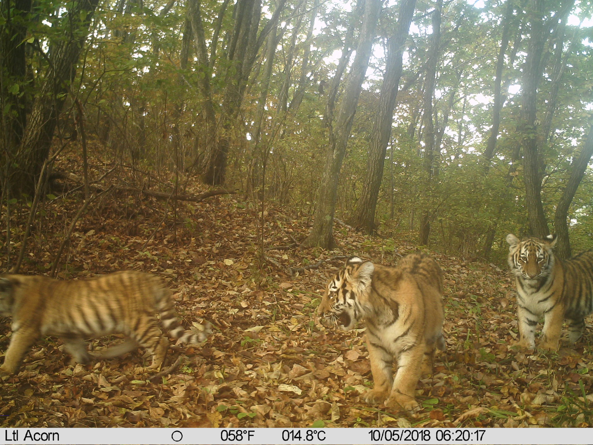 Protecting Amur Tigers And Leopards In Northeast China Wcs China Wildcats Conservation Alliance 2024