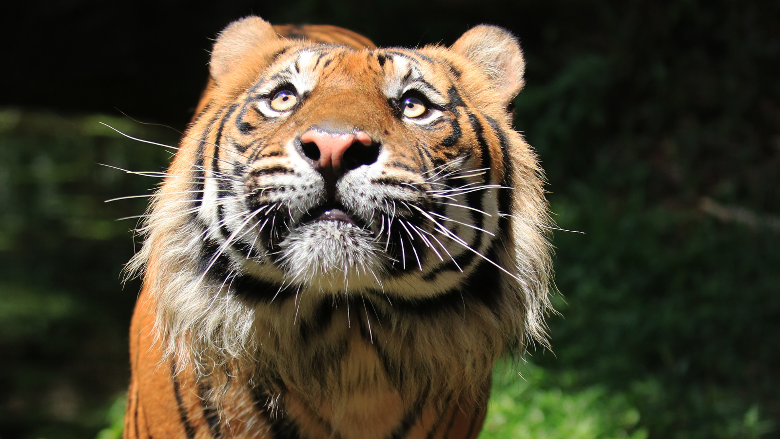 Tiger conservation success in 2023