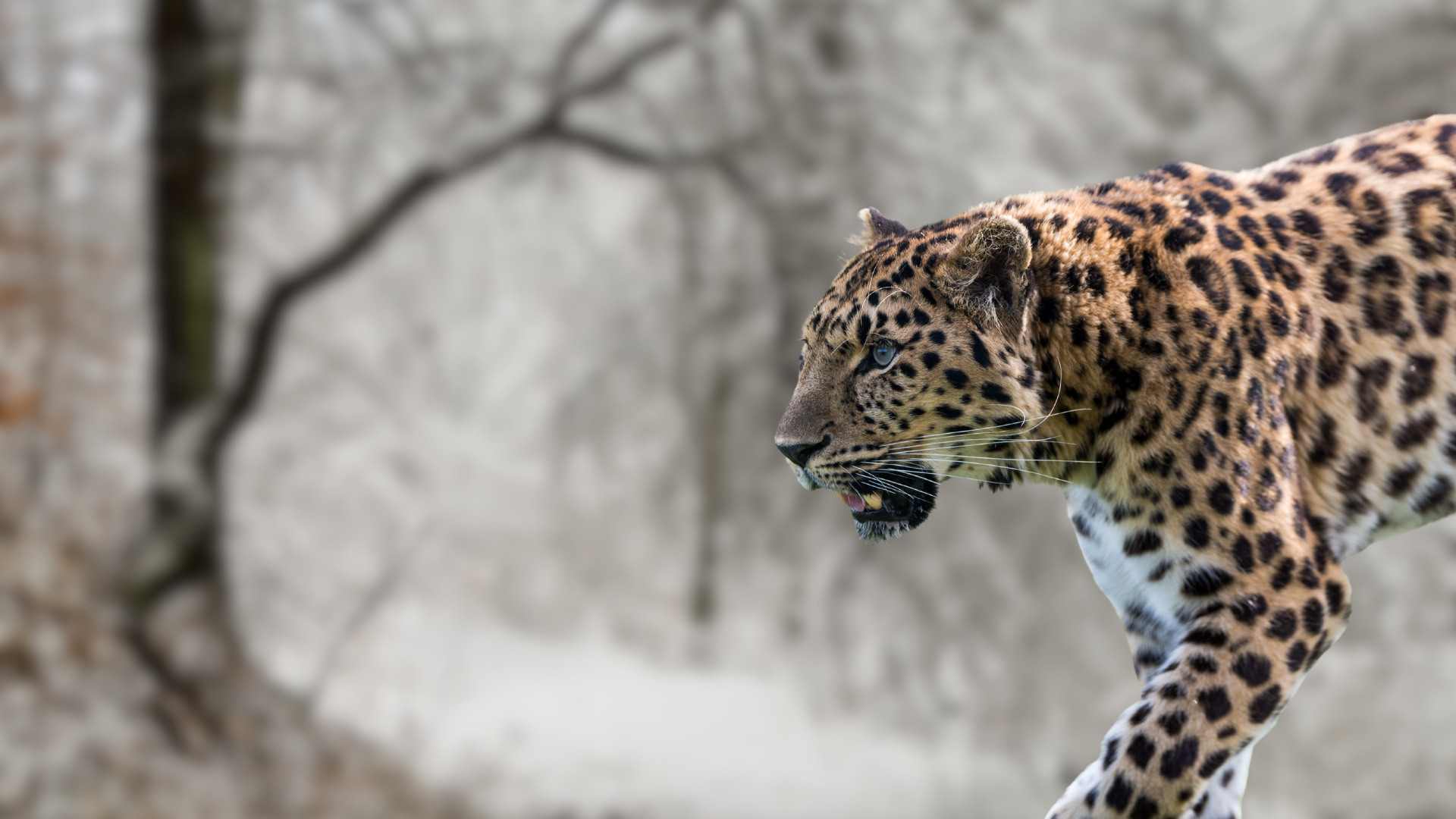 International Leopard Day – European Wilderness Society